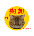all cat photo sticker chinese（個別スタンプ：8）