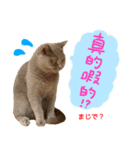 all cat photo sticker chinese（個別スタンプ：9）