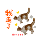all cat photo sticker chinese（個別スタンプ：10）