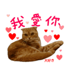 all cat photo sticker chinese（個別スタンプ：11）