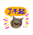 all cat photo sticker chinese（個別スタンプ：13）