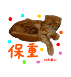 all cat photo sticker chinese（個別スタンプ：14）