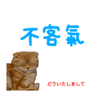 all cat photo sticker chinese（個別スタンプ：15）