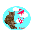 all cat photo sticker chinese（個別スタンプ：16）