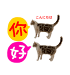 all cat photo sticker chinese（個別スタンプ：17）