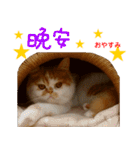 all cat photo sticker chinese（個別スタンプ：18）
