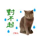 all cat photo sticker chinese（個別スタンプ：19）