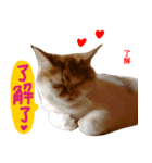 all cat photo sticker chinese（個別スタンプ：20）