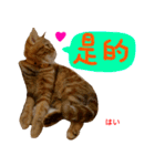 all cat photo sticker chinese（個別スタンプ：21）