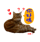 all cat photo sticker chinese（個別スタンプ：22）