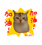 all cat photo sticker chinese（個別スタンプ：23）