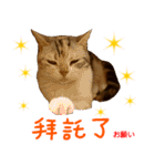 all cat photo sticker chinese（個別スタンプ：24）