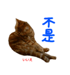 all cat photo sticker chinese（個別スタンプ：26）