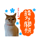 all cat photo sticker chinese（個別スタンプ：27）
