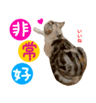all cat photo sticker chinese（個別スタンプ：30）