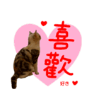 all cat photo sticker chinese（個別スタンプ：31）