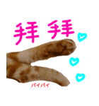 all cat photo sticker chinese（個別スタンプ：32）