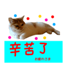 all cat photo sticker chinese（個別スタンプ：33）