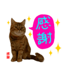 all cat photo sticker chinese（個別スタンプ：35）