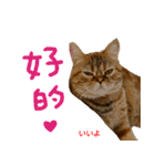 all cat photo sticker chinese（個別スタンプ：36）