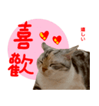 all cat photo sticker chinese（個別スタンプ：38）