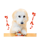 マリコロ ～ダップー＆マルプー～（個別スタンプ：10）
