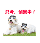 マリコロ ～ダップー＆マルプー～（個別スタンプ：13）