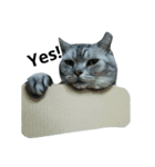 我が家の猫スタ2（個別スタンプ：4）