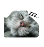 我が家の猫スタ2（個別スタンプ：6）