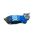 我が家の猫スタ2（個別スタンプ：7）