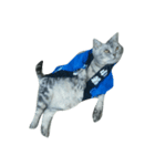 我が家の猫スタ2（個別スタンプ：8）