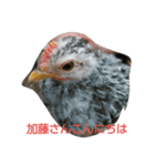 チャボくん加藤さん専用（個別スタンプ：3）