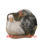 チャボくん加藤さん専用（個別スタンプ：7）