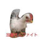 チャボくん加藤さん専用（個別スタンプ：8）