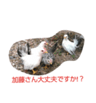 チャボくん加藤さんスタンプ（個別スタンプ：6）
