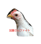 チャボくん加藤さんスタンプ（個別スタンプ：8）