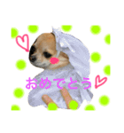 忠犬パゲ公のスタンプ 1（個別スタンプ：1）