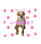 忠犬パゲ公のスタンプ 1（個別スタンプ：2）