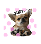 忠犬パゲ公のスタンプ 1（個別スタンプ：8）