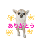 忠犬パゲ公のスタンプ 1（個別スタンプ：10）