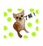 忠犬パゲ公のスタンプ 1（個別スタンプ：14）