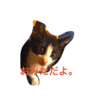 おみたマンゾー（個別スタンプ：2）