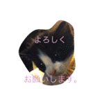 おみたマンゾー（個別スタンプ：13）