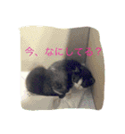おみたマンゾー（個別スタンプ：28）