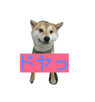 我が家の大吉（個別スタンプ：5）