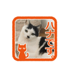 猫に判子～ハナ～（個別スタンプ：1）