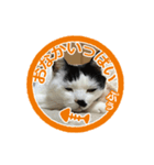 猫に判子～ハナ～（個別スタンプ：2）