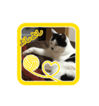 猫に判子～ハナ～（個別スタンプ：3）