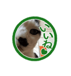 猫に判子～ハナ～（個別スタンプ：4）