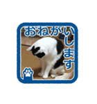 猫に判子～ハナ～（個別スタンプ：5）